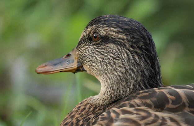 Foto de retrato de pato selvagem em fundo verde desfocado