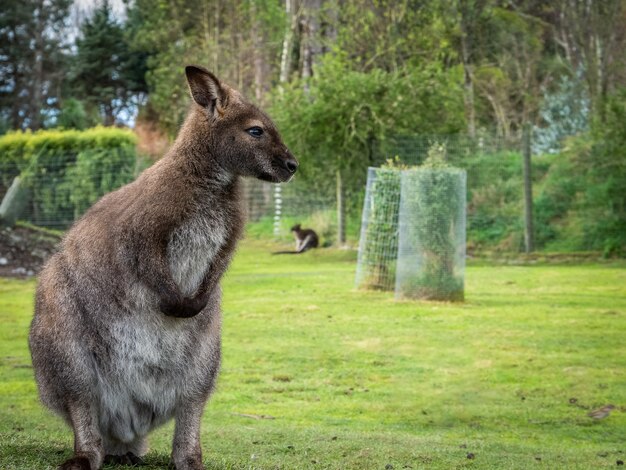 Foto de retrato de um wallaby de pé no cenário verde da natureza, tirada na ilha sul da nova zelândia