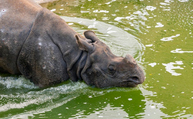 Foto de rinoceronte indiano Rhinoceros unicornis entrando na água