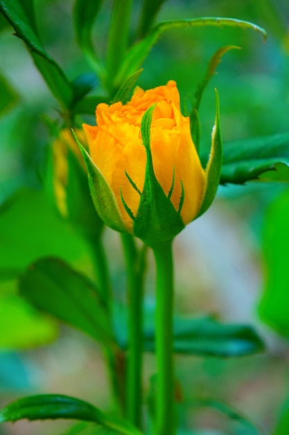 Foto de rosa laranja em um fundo de folhagem verde no jardim