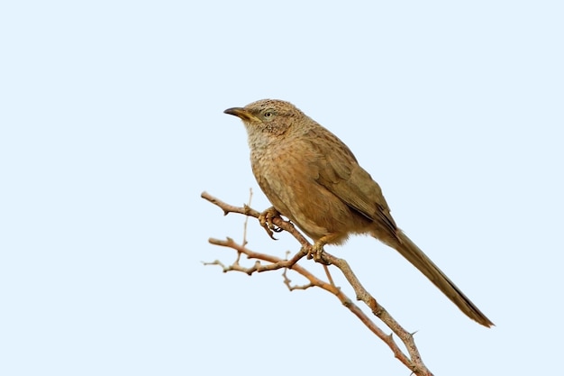 Foto de tamanho médio de um tagarela árabe (Turdoides squamiceps)