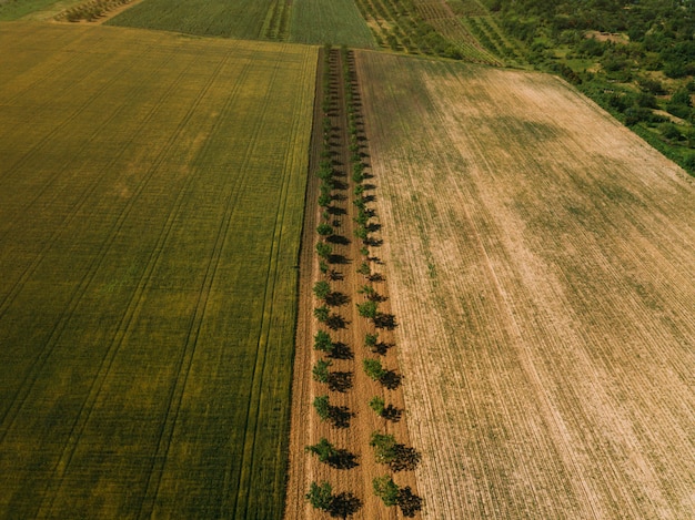 Foto de terras agrícolas bonitas, paisagem com macieiras, fotografia aérea