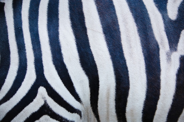 Foto de textura de pele de zebra, textura de zebra