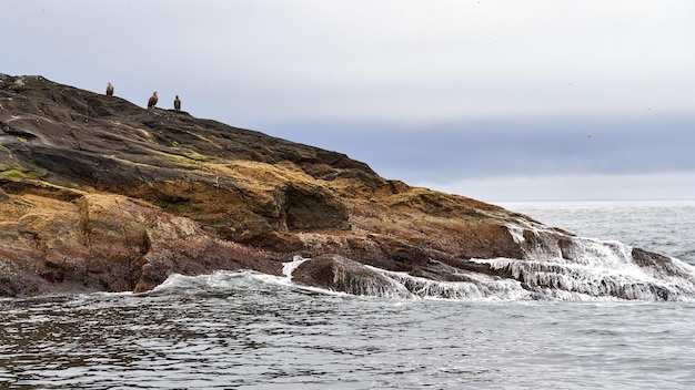 Foto de três águias sentadas no penhasco em uma pequena ilha perto de Gjesvaer Noruega