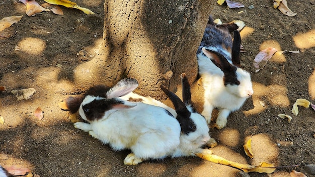 foto de três coelhos fofos relaxando