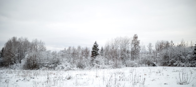 Foto de um campo nevado com arbustos e abetos durante o dia