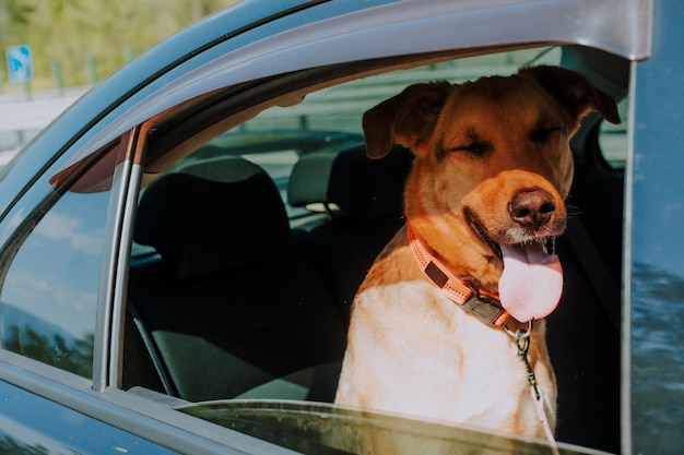 Foto de um cão deixado em um carro durante um dia quente de verão Cuidados com os animais Proprietário responsável do cão