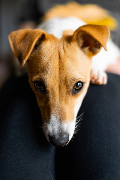 Foto de um cão Jack Russell Terrier