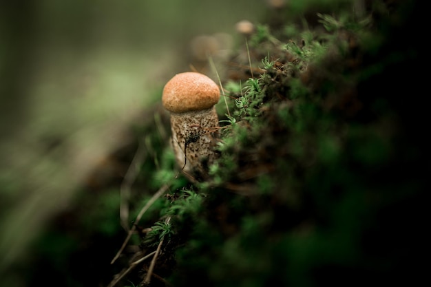 Foto de um cogumelo na floresta. Natureza