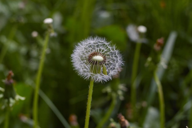 Foto de um dente-de-leão branco fechado no fundo do cartão postal botânico verde Natureza e plantas