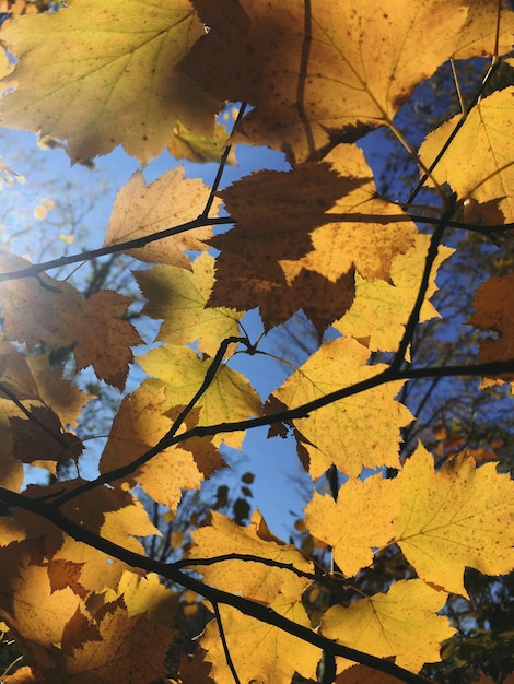 Foto de um galho de árvore com folhas de outono em um fundo de céu azul