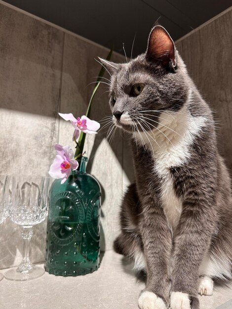 foto de um gato cinza em cima da mesa