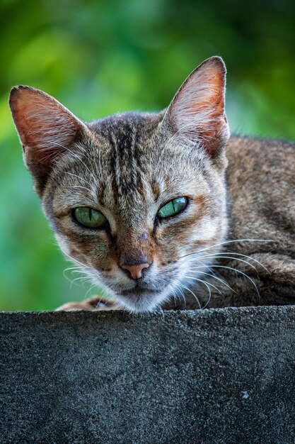 Foto de um gato da vila com listras cinza escuro.