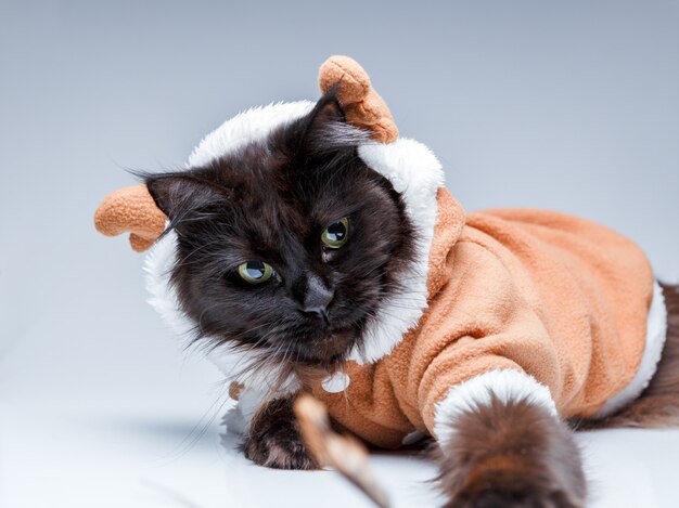 Foto de um gato preto com roupa de cervo na parede cinza vazia