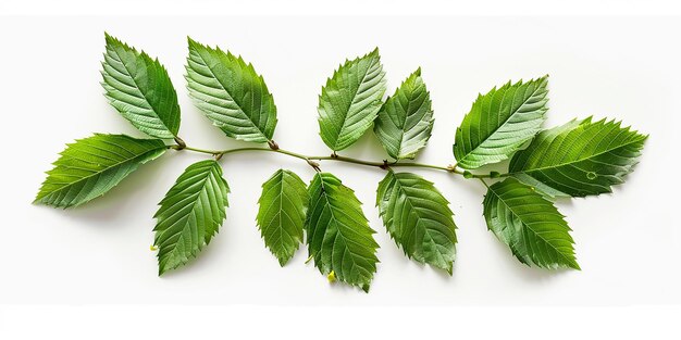 Foto foto de um hornbeam finamente serrado