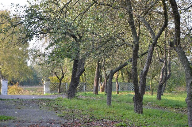 Foto de um jardim de macieiras no outono. Folhas que caem.