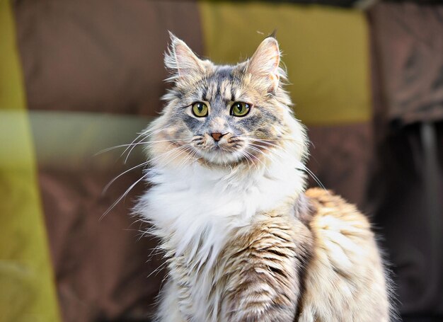 Foto de um lindo gato norueguês da floresta ai generativo