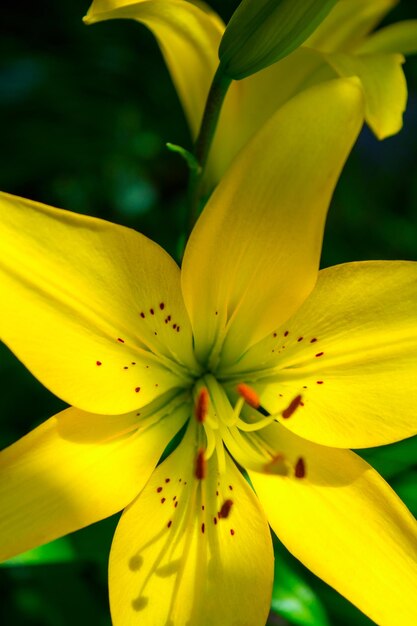 Foto de um lindo lírio amarelo sobre fundo de folhas verdes no jardim