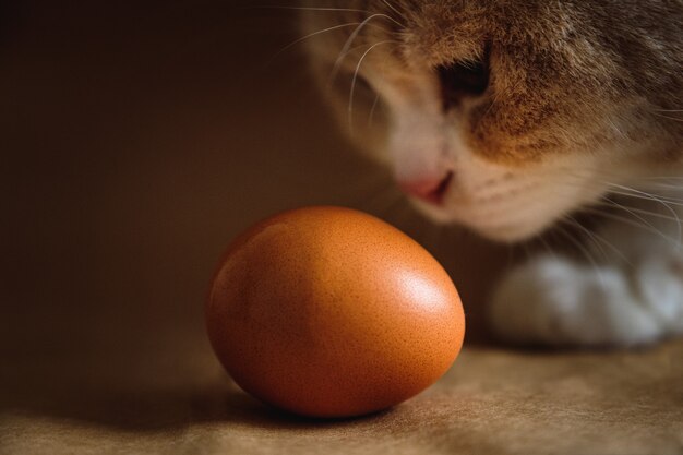 Foto de um ovo de galinha marrom com um gato ruivo em um fundo marrom.