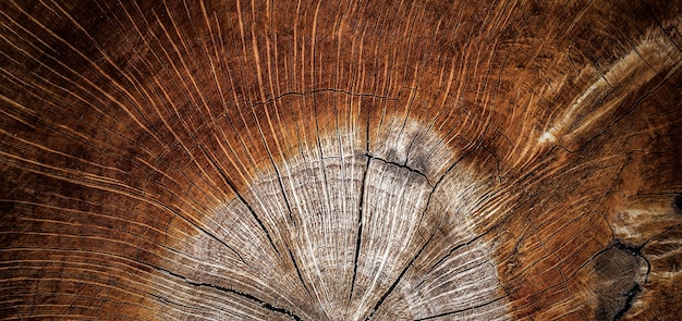 foto de um padrão de corte de árvore