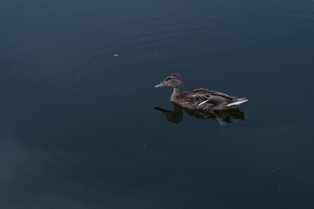 Foto de um pato em um lago