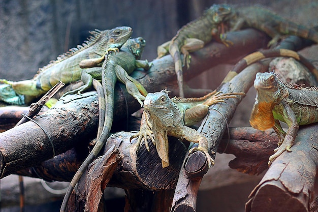 Foto de um rebanho de iguanas verdes correndo nos galhos de um zoológico