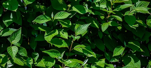 foto de um verde belas plantas