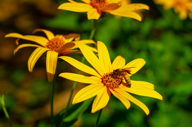 Foto de uma abelha e de flores bonitas um o dia ensolarado.