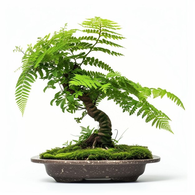 Foto de uma árvore de Bonsai em uma panela em fundo isolado Uma planta de Bonsai perfeita gerada pela IA