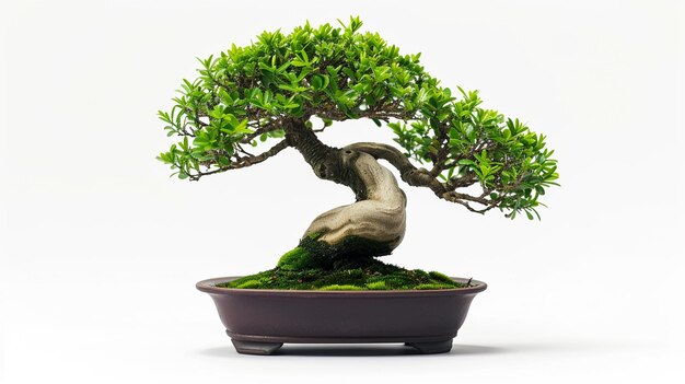 Foto de uma árvore de Bonsai em uma panela em fundo isolado Uma planta de Bonsai perfeita gerada pela IA