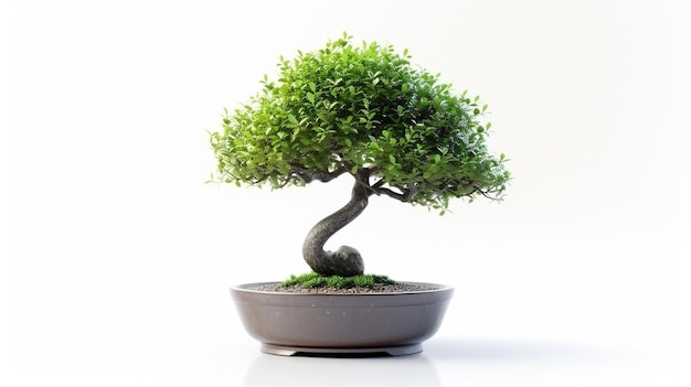 Foto de uma árvore de Bonsai em uma panela em fundo isolado Uma planta de Bonsai perfeita gerada pela IA