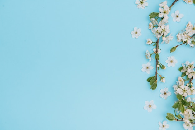 Foto de uma árvore de cerejeira branca de primavera na superfície azul