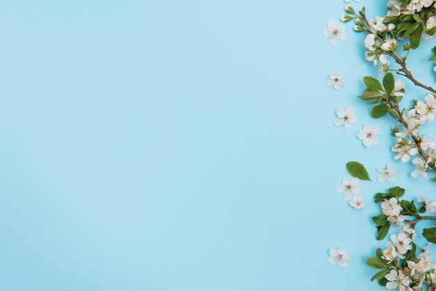 Foto de uma árvore de cerejeira branca de primavera na superfície azul