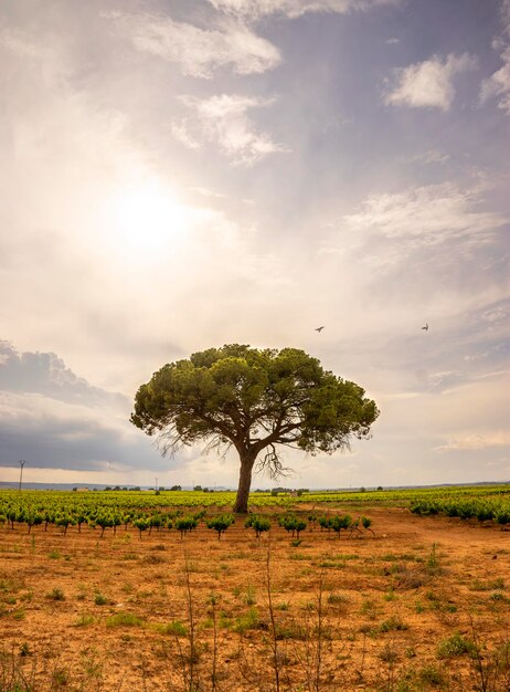 Foto de uma árvore na natureza