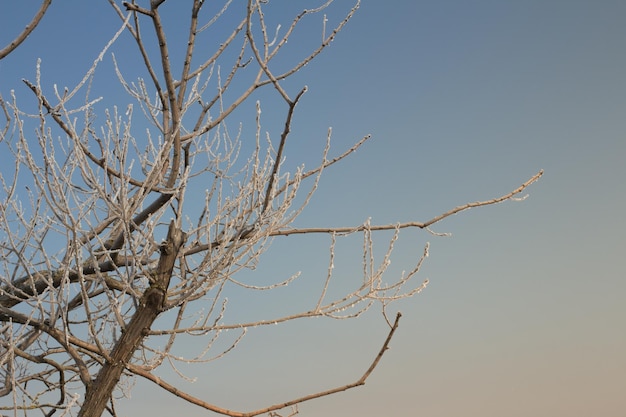 Foto de uma árvore no inverno