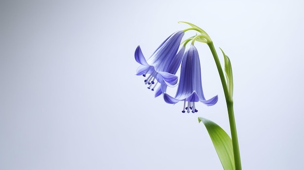 Foto de uma bela flor de Bluebell isolada em fundo branco