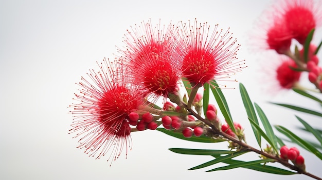 Foto foto de uma bela flor de bottlebrush isolada em fundo branco