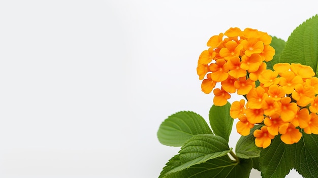 Foto de uma bela flor de Lantana isolada em fundo branco