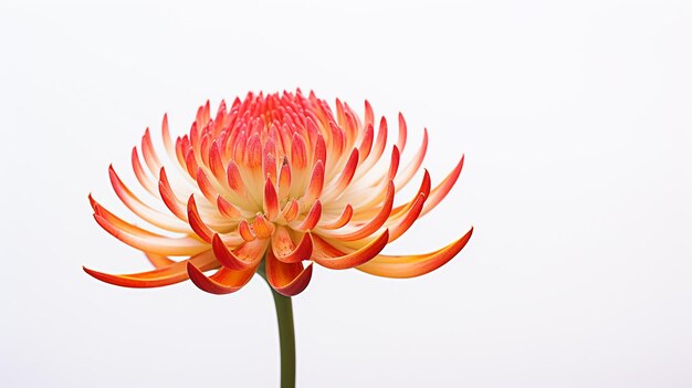 Foto de uma bela flor de lírio de tocha isolada em fundo branco