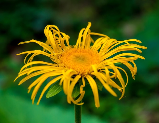 Foto foto de uma bela flor selvagem amarela nas montanhas dos cárpatos