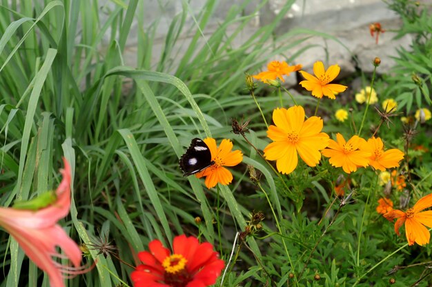 Foto foto de uma borboleta em cima de uma planta