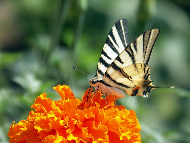 Foto foto de uma borboleta sentada em uma flor