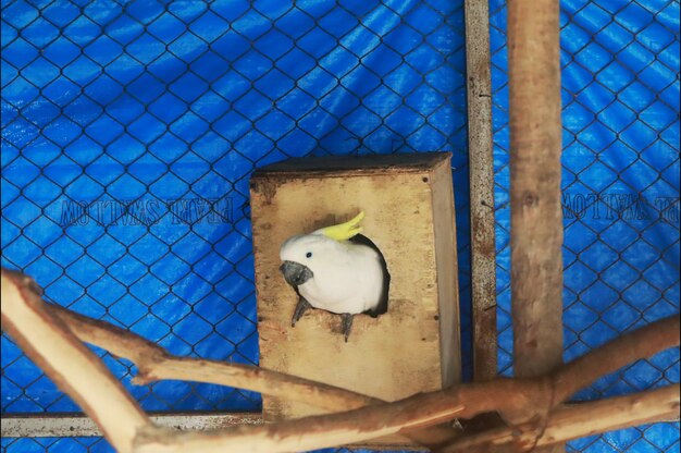 Foto foto de uma cacatuca de crista amarela em um glodok