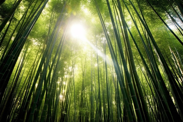 Foto de uma floresta de bambu com o sol brilhando