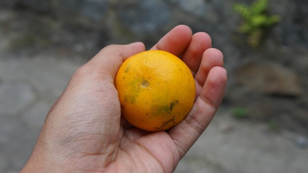 foto de uma fruta de laranja