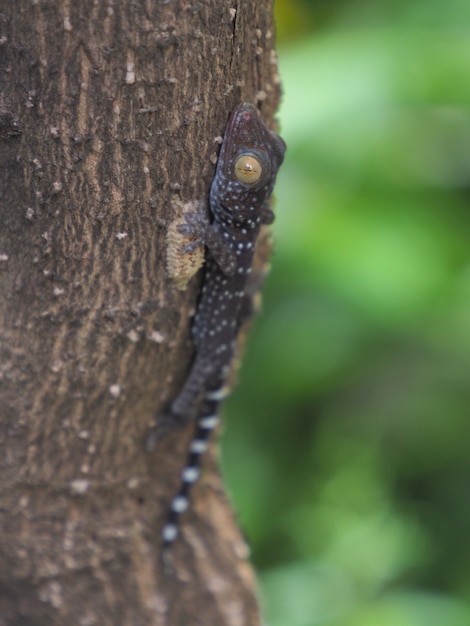 Foto de uma lagartixa bebê empoleirada em uma árvore