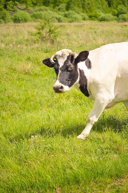 Foto de uma paisagem de campo de verão. Vaca pastando no campo verde de verão.