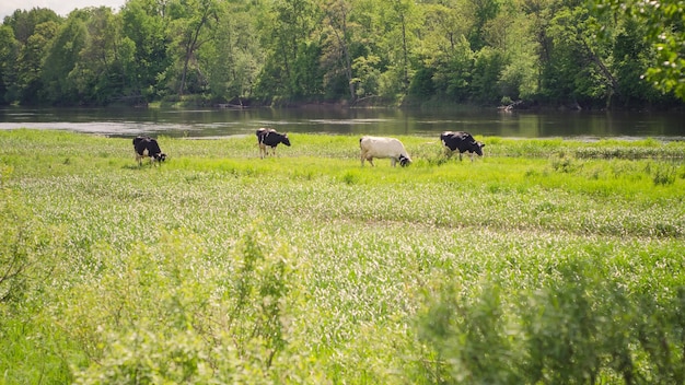 Foto de uma paisagem de campo de verão. Vacas andando no campo e comendo grama.