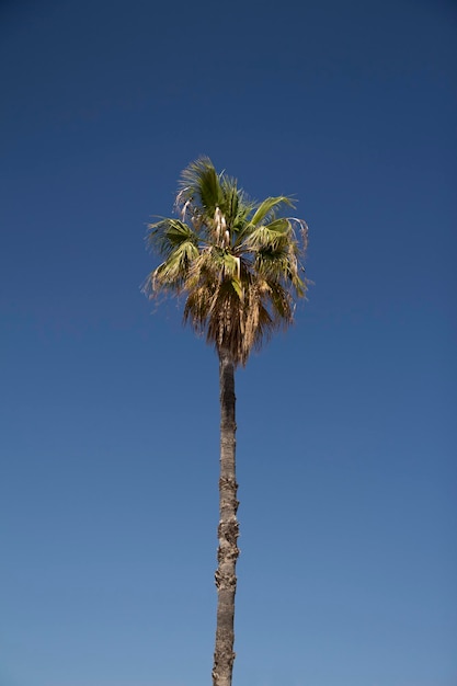 Foto de uma palmeira contra um céu azul