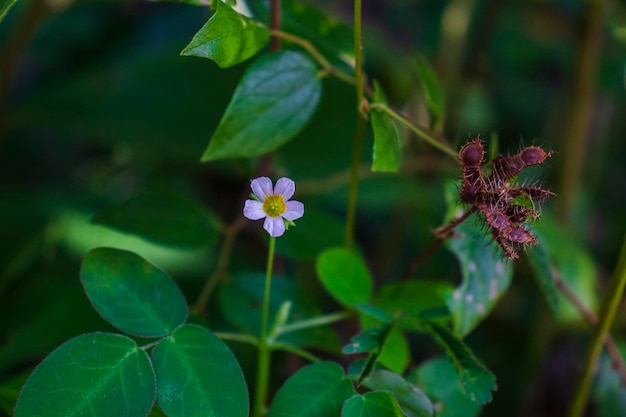 Foto de uma pequena flor na borda da floresta